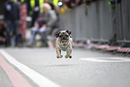 pug race