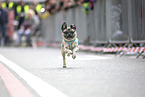pug race