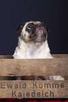 pug in the studio