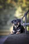 adult pug