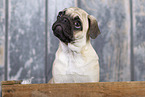 pug in studio