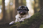 pug in the woods