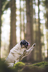 pug in the woods