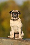 pug