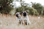 pugs