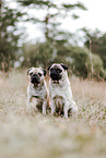 pugs