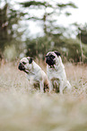 pugs