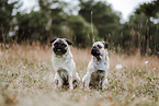 pugs