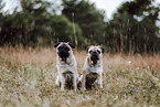 pugs