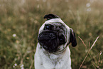 pug