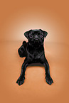 pug