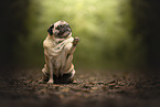 pugs