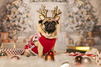 Pug