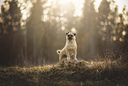 Pug