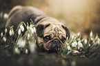 pug