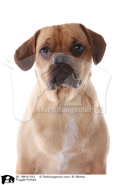 Puggle Portrait / RR-41353