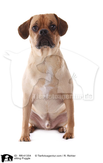 sitting Puggle / RR-41354