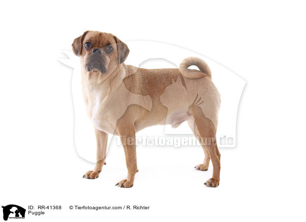 Puggle / RR-41368