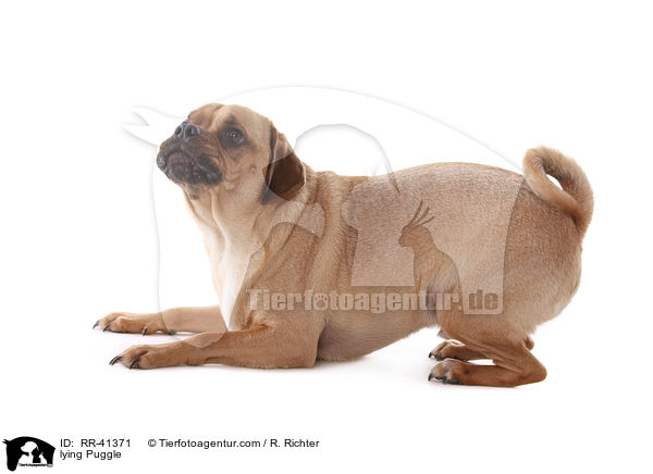 lying Puggle / RR-41371
