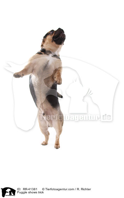 Puggle shows trick / RR-41381