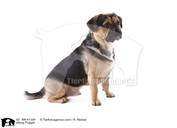 sitzender Puggle / sitting Puggle / RR-41394