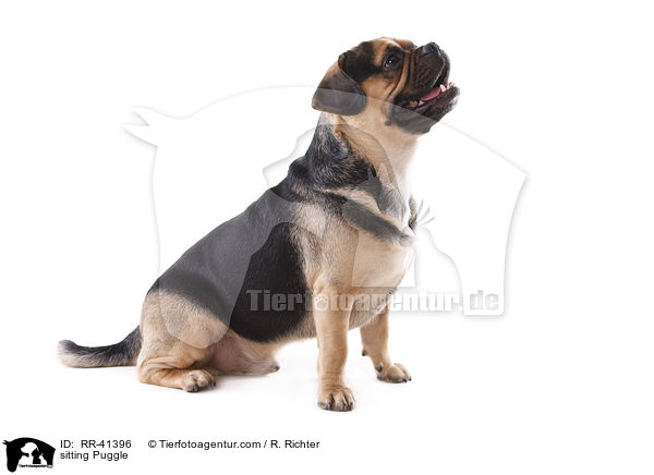 sitzender Puggle / sitting Puggle / RR-41396