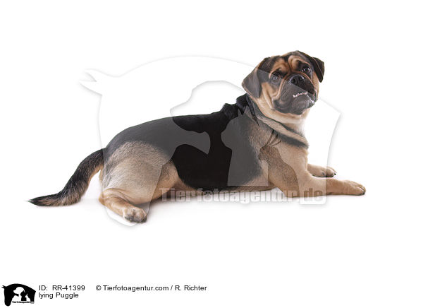 liegender Puggle / lying Puggle / RR-41399