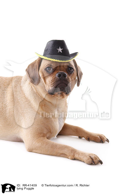 lying Puggle / RR-41409
