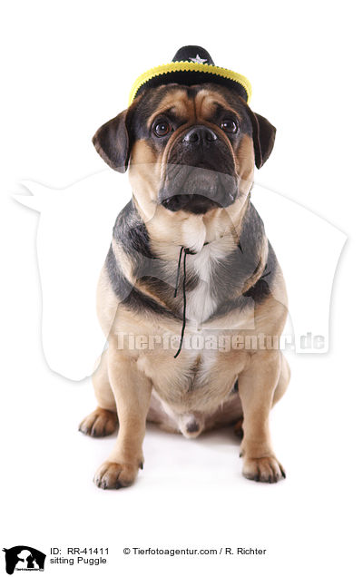 sitzender Puggle / sitting Puggle / RR-41411