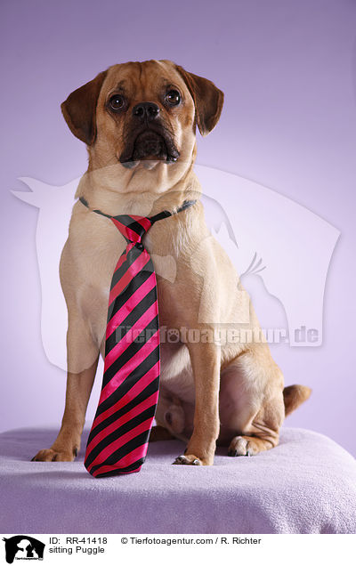 sitzender Puggle / sitting Puggle / RR-41418