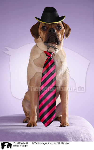 sitzender Puggle / sitting Puggle / RR-41419