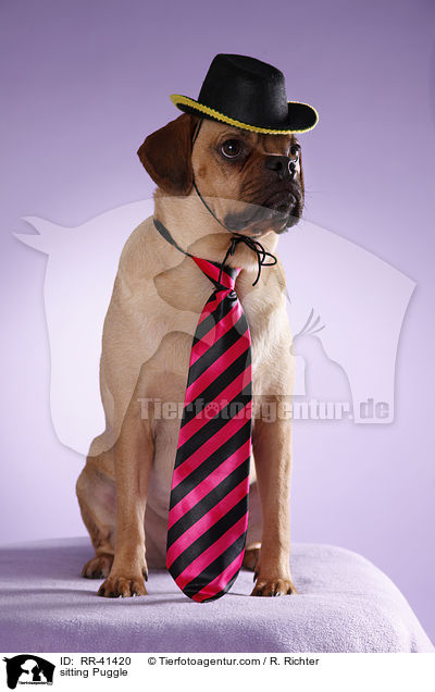 sitzender Puggle / sitting Puggle / RR-41420