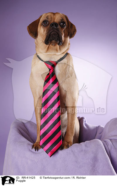 Puggle / RR-41425