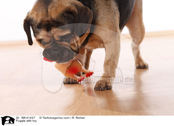 Puggle mit Spielzeug / Puggle with toy / RR-41427