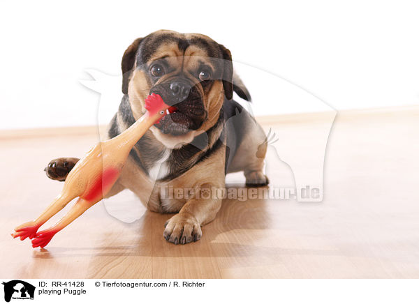 spielender Puggle / playing Puggle / RR-41428