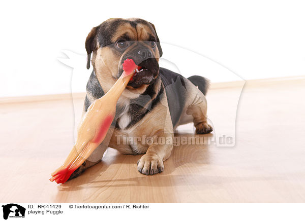 spielender Puggle / playing Puggle / RR-41429