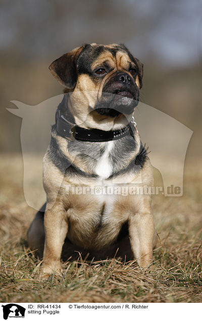 sitzender Puggle / sitting Puggle / RR-41434