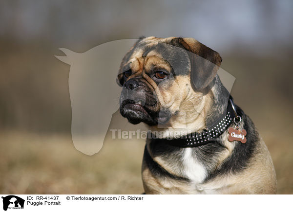 Puggle Portrait / Puggle Portrait / RR-41437