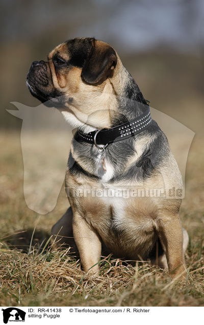 sitzender Puggle / sitting Puggle / RR-41438