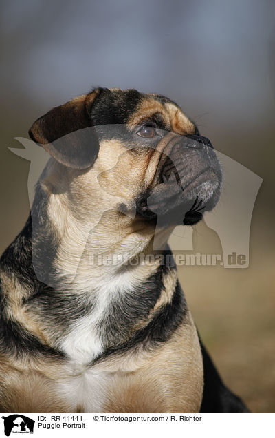 Puggle Portrait / RR-41441