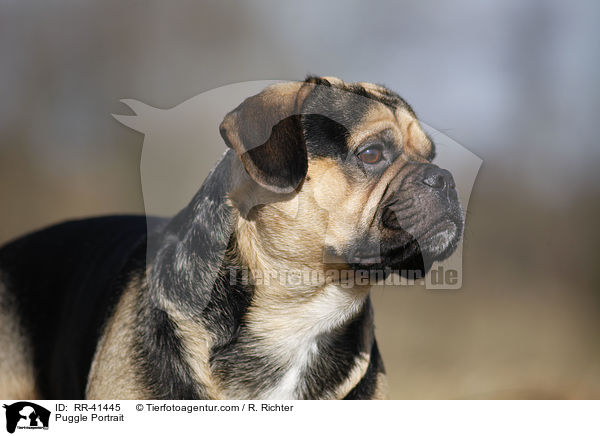Puggle Portrait / RR-41445