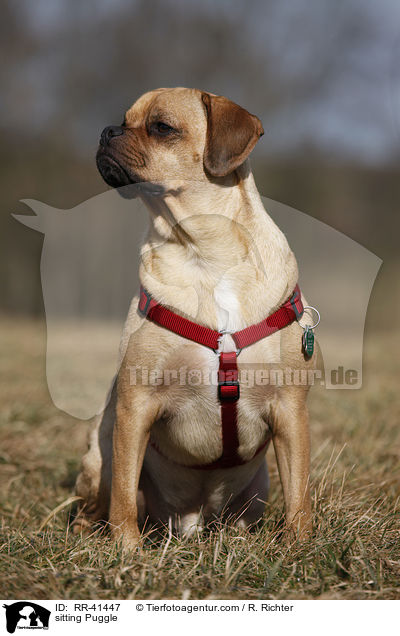 sitzender Puggle / sitting Puggle / RR-41447