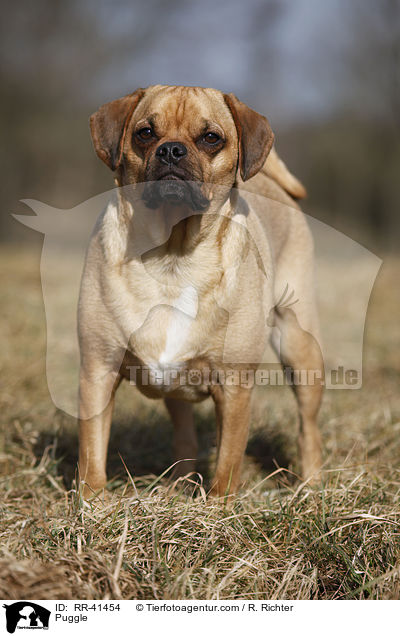 Puggle / Puggle / RR-41454