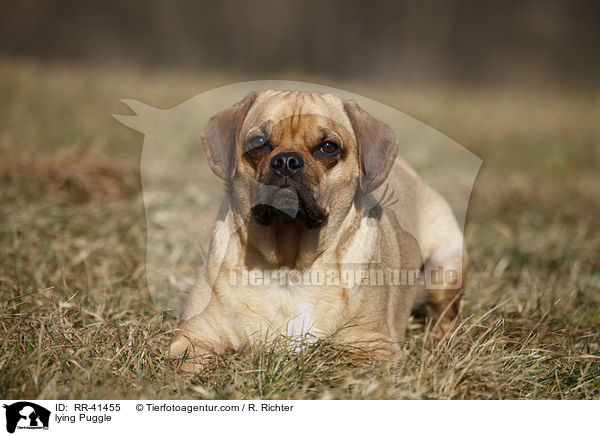 liegender Puggle / lying Puggle / RR-41455