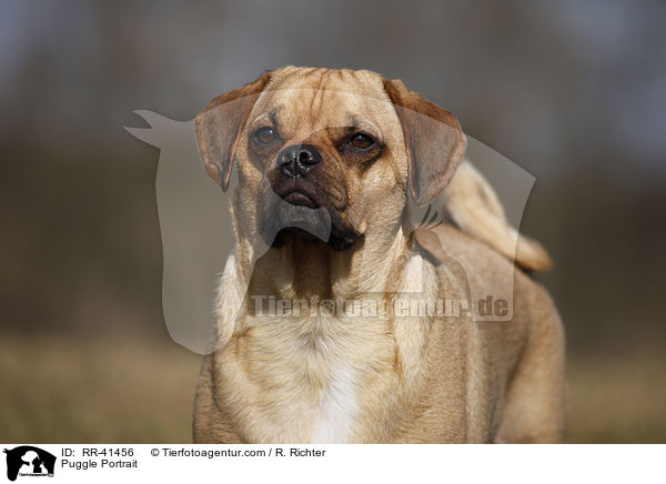 Puggle Portrait / Puggle Portrait / RR-41456