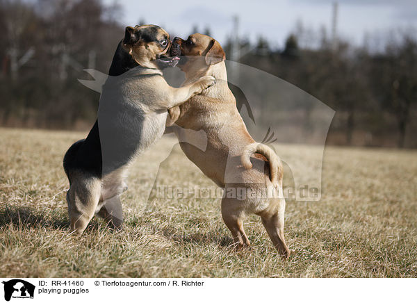 spielende Puggles / playing puggles / RR-41460