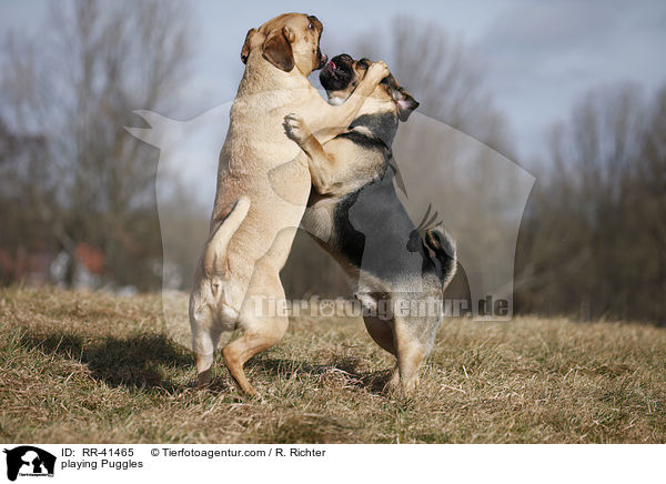 spielende Puggles / playing Puggles / RR-41465