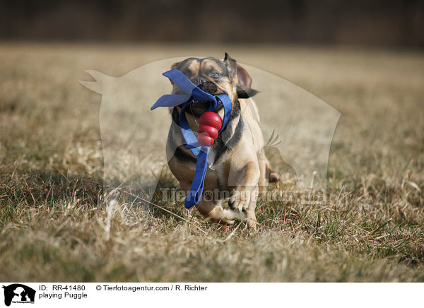 spielender Puggle / playing Puggle / RR-41480