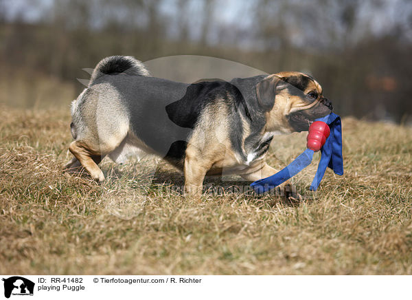spielender Puggle / playing Puggle / RR-41482