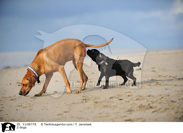 2 Hunde / 2 dogs / YJ-06178